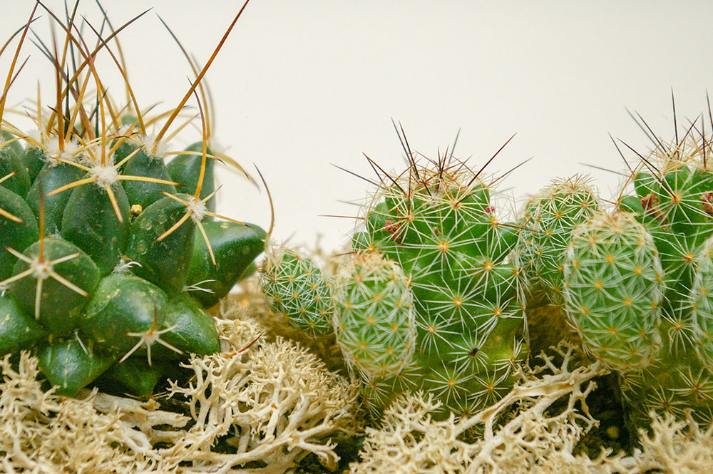 PLVの出張トリミング